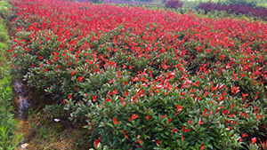 西施山莊苗木基地紅葉石楠球