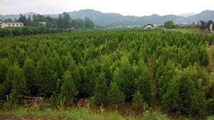 西施山莊苗木基地松柏樹