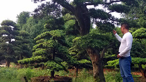 衡龍橋苗木基地古樹