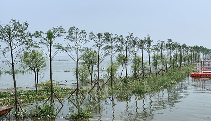 圖2： 南洞庭湖區(qū)水松生態(tài)景觀帶guanw