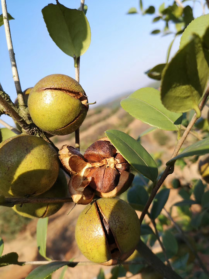 官網(wǎng)油茶1