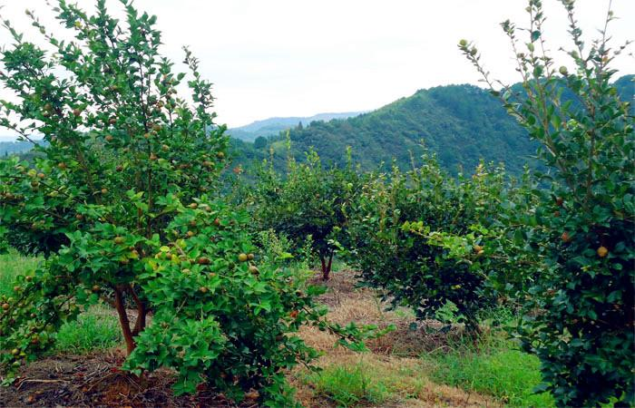 益陽市泥江口石子塘礦山生態(tài)修復(fù)——國家油茶林示范基地