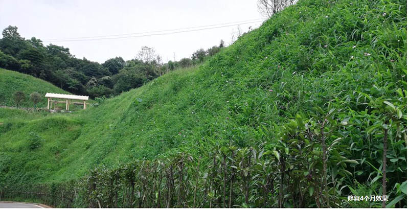 醴陵市國土資源局后山護坡生態(tài)覆綠項目