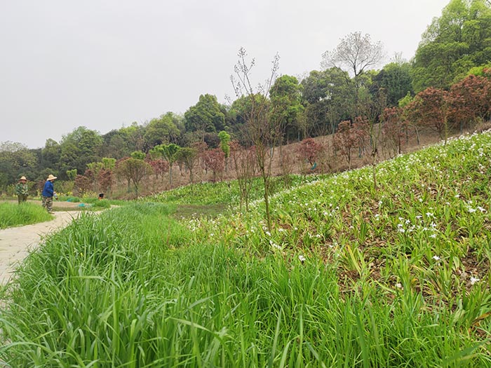 衡陽(yáng)市常寧水口山鉛鋅煤礦區(qū)山水林田湖草生態(tài)保護(hù)修復(fù)試點(diǎn)工程