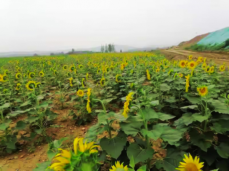 鶴壁市淇濱區(qū)南太行地區(qū)山水林田湖草生態(tài)保護(hù)修復(fù)工程